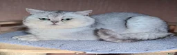 Scottish Fold cats for sale: Scottish straight male  - Advert 2