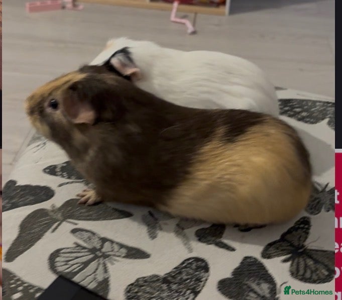 Guinea Pig rodents 2 male guinea pigs - Advert 2