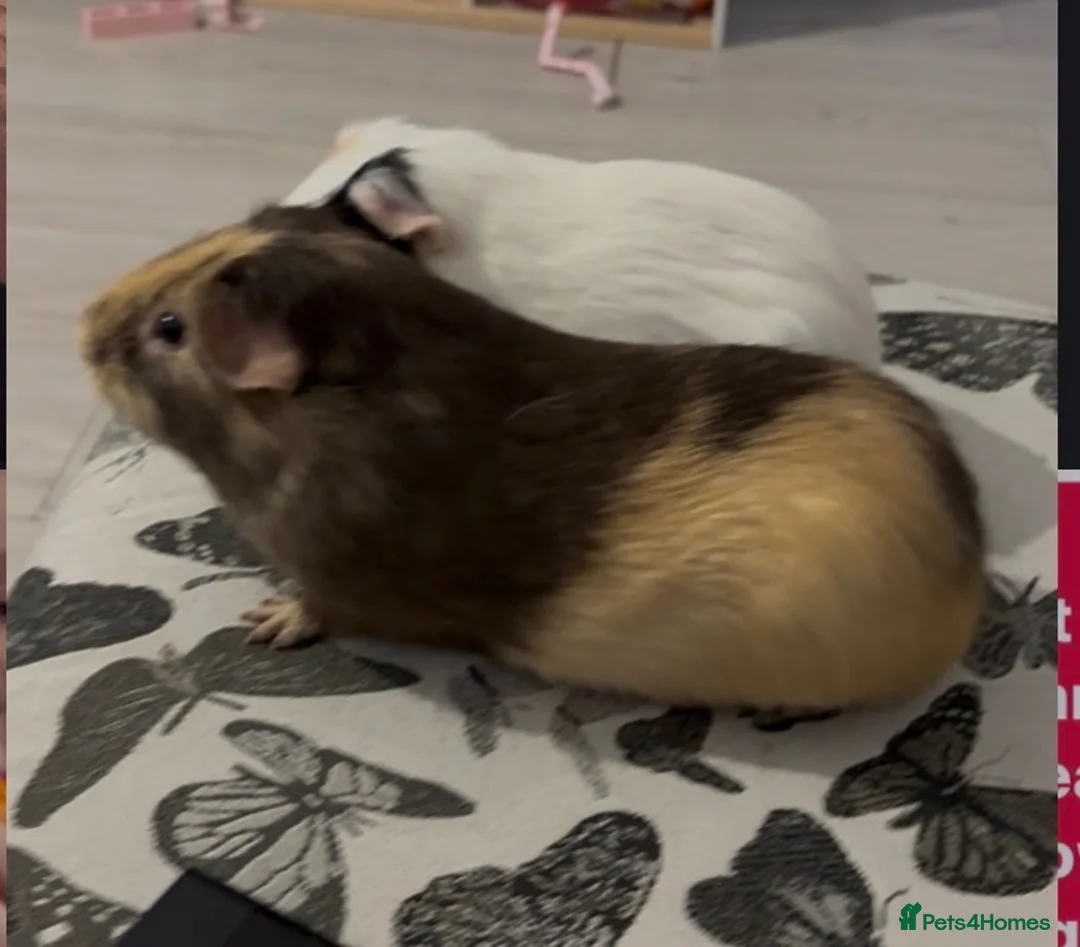 Guinea Pig rodents for sale: 2 male guinea pigs - Advert 2
