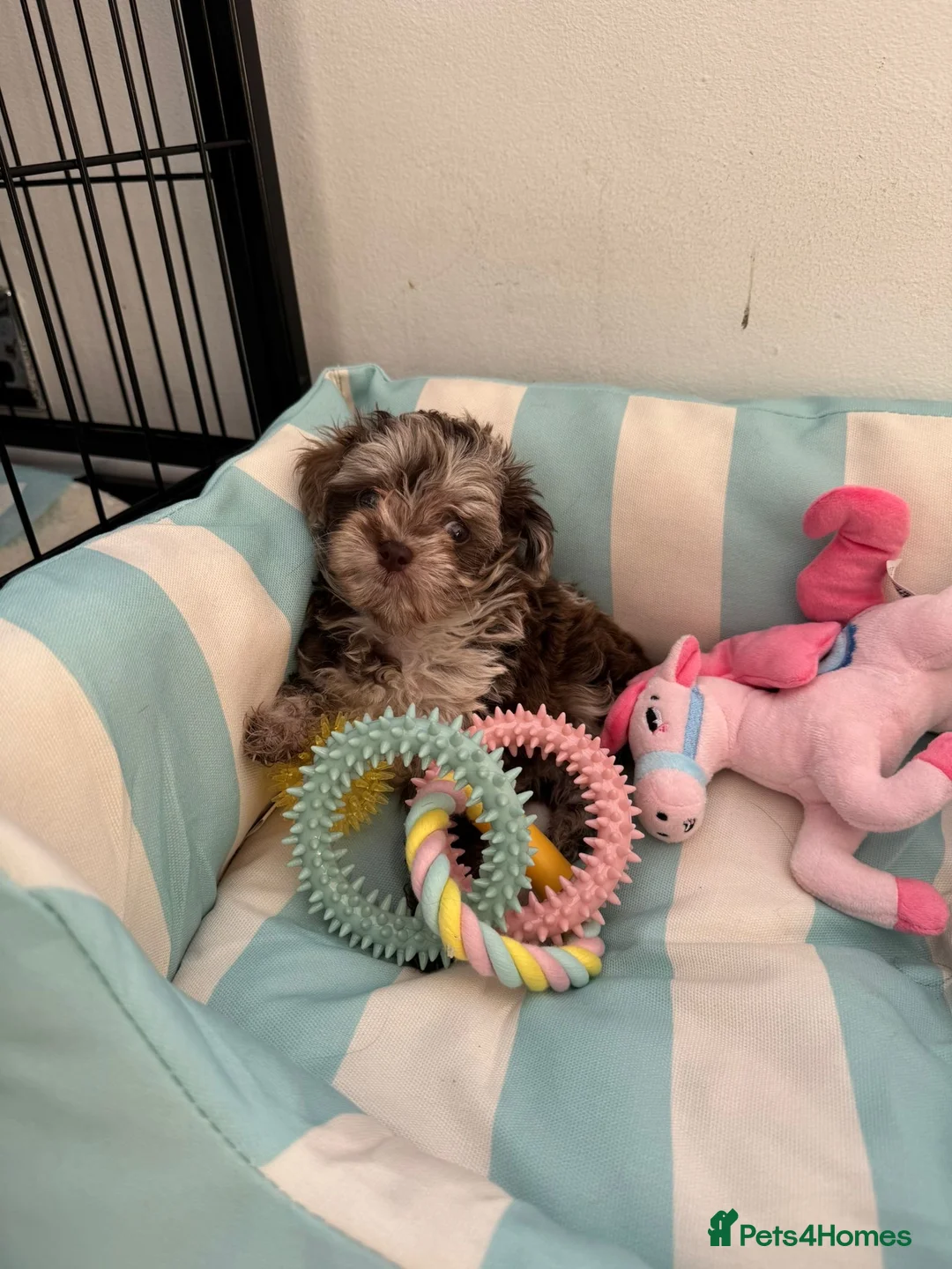 Miniature Poodle dogs for sale: Miniature Japanese toy poodle  - Advert 5