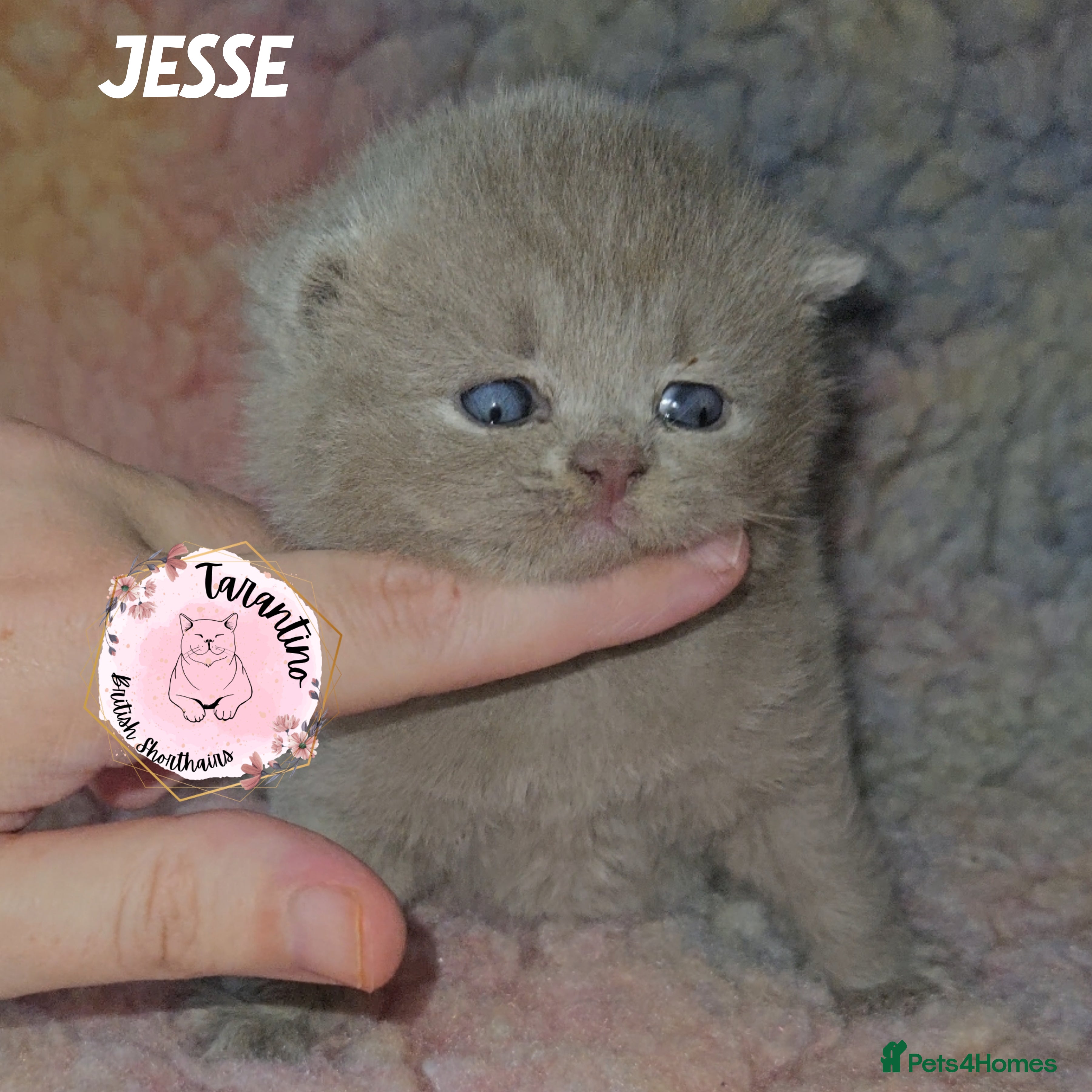 British Shorthair cats GCCF REGISTERED BRITISH SHORTHAIR KITTENS  - Advert 1