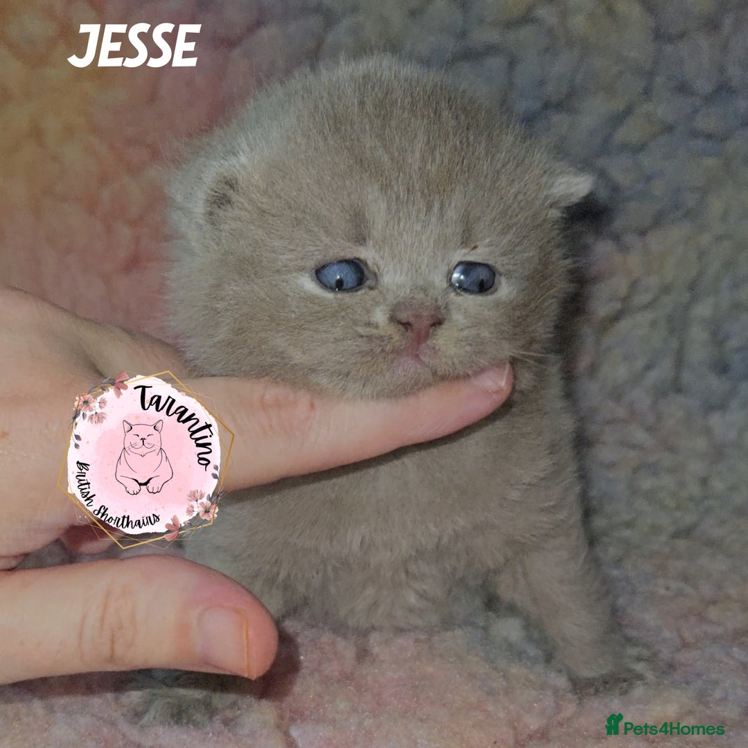 British Shorthair cats for sale: GCCF REGISTERED BRITISH SHORTHAIR KITTENS  - Advert 14