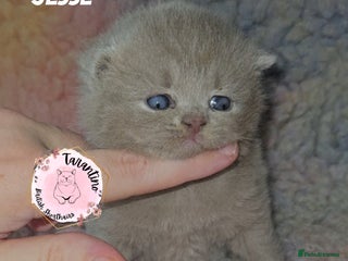 British Shorthair cats GCCF REGISTERED BRITISH SHORTHAIR KITTENS - Advert 6