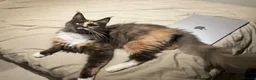 Maine Coon cats for sale: Gorgeous Tica Registered Maine Coon Girl  - Advert 11