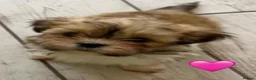 Lhasa Apso dogs for sale: Four Beautiful Lhasa Apso Pups RKC reg GPRA4 Clear - Advert 15