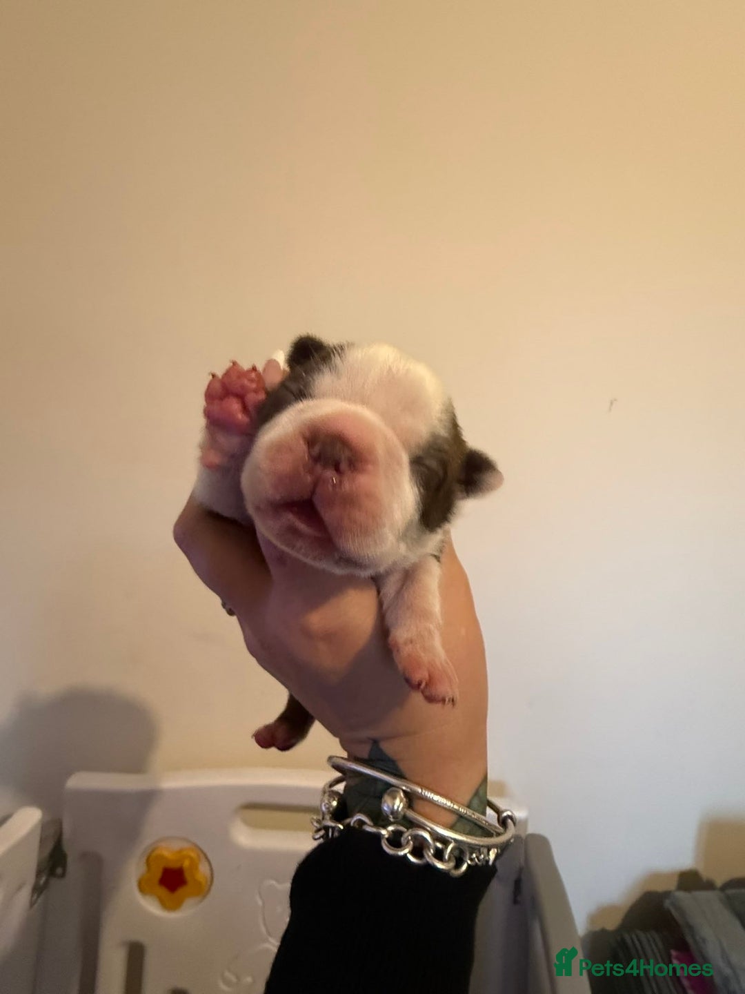 Boston Terrier dogs for sale: Quality Lines KC Registered Boston Terrier Puppies - Advert 3