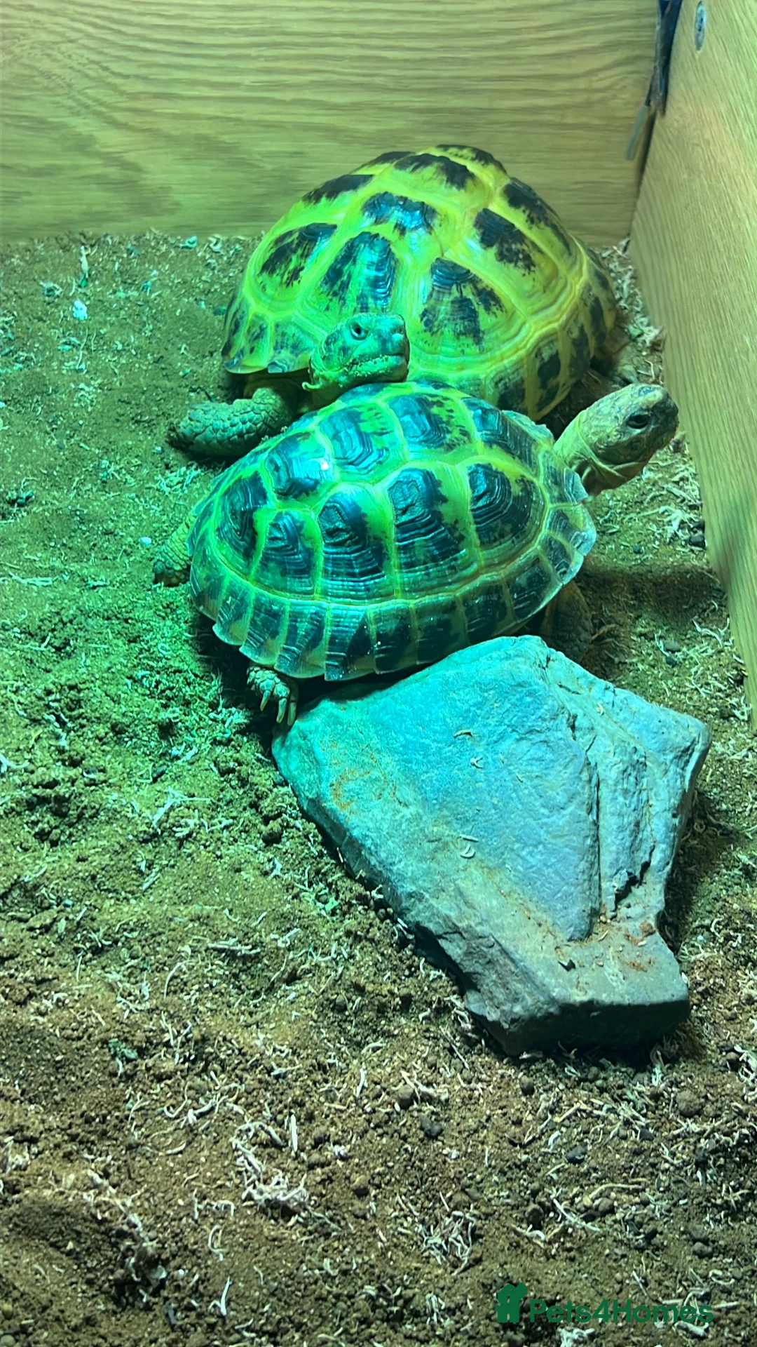 Tortoise reptiles for sale: 2 Russian tortoises Shelly + Sheldon  in Liverpool - Advert 2