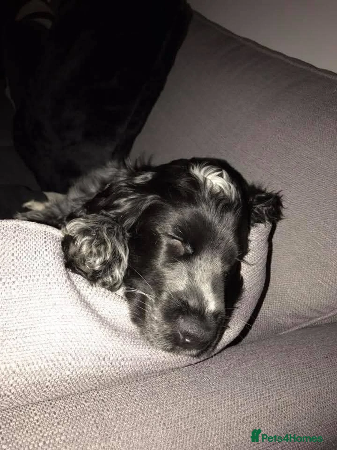 Cocker Spaniel dogs for sale: Ralph cocker spaniel  - Advert 2