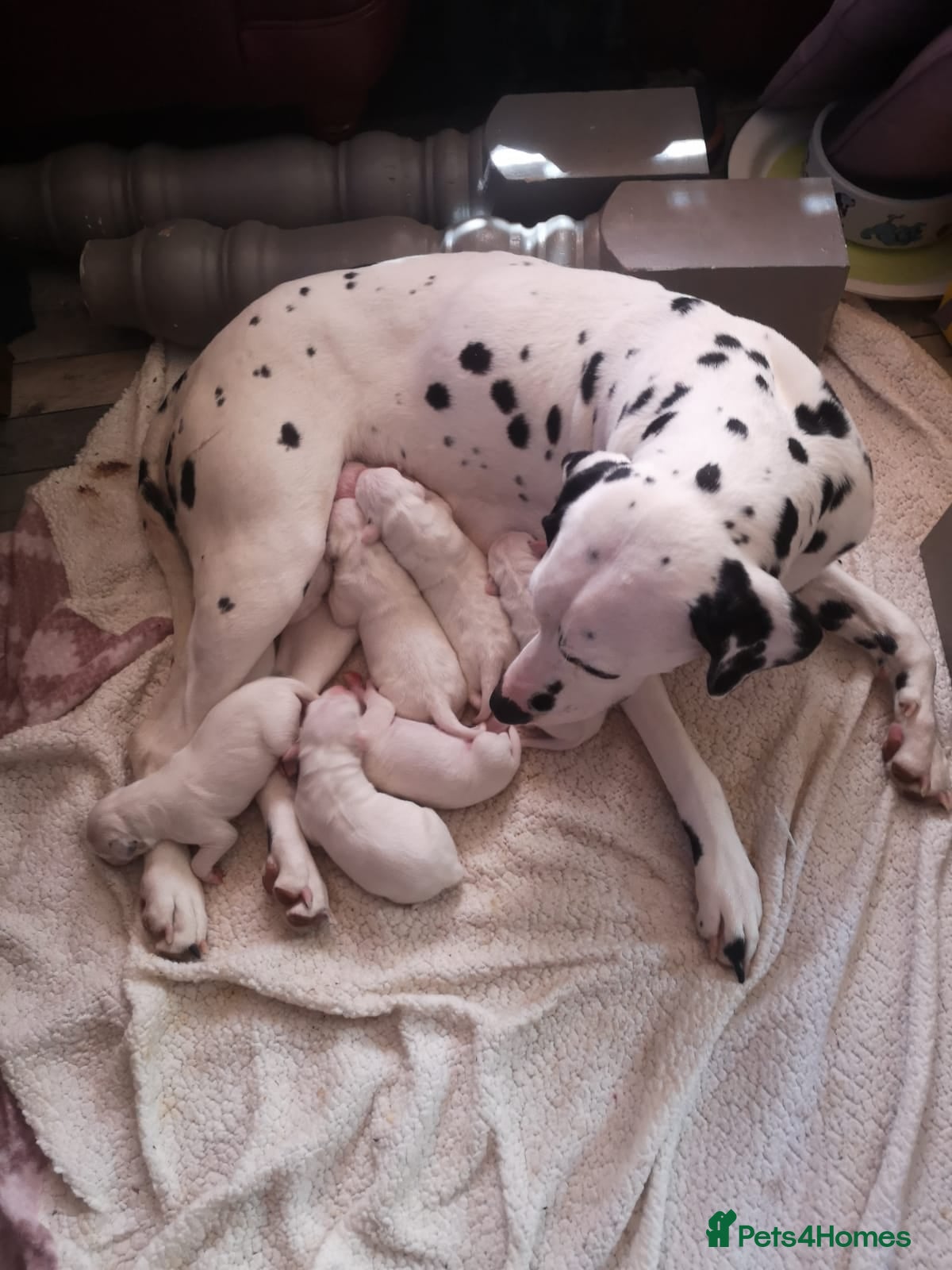 Dalmatian dogs Beautiful Purebred Black-Spotted Dalmatian Puppies - Advert 12