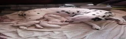 Dalmatian dogs for sale: Beautiful Purebred Black-Spotted Dalmatian Puppies in Norwich - Advert 1