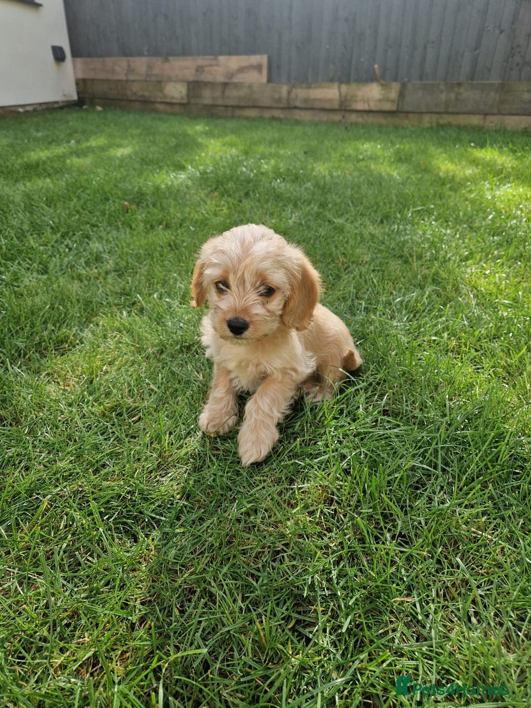 Cavapoochon dogs for sale: Light fox red Cavapoochon puppies - Image 11
