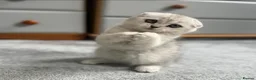 Scottish Fold cats for sale: Beautiful Scottish fold Kitten in Luton - Advert 4