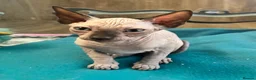 Sphynx cats for sale: Blue eyed beautiful baby kitten  - Advert 5