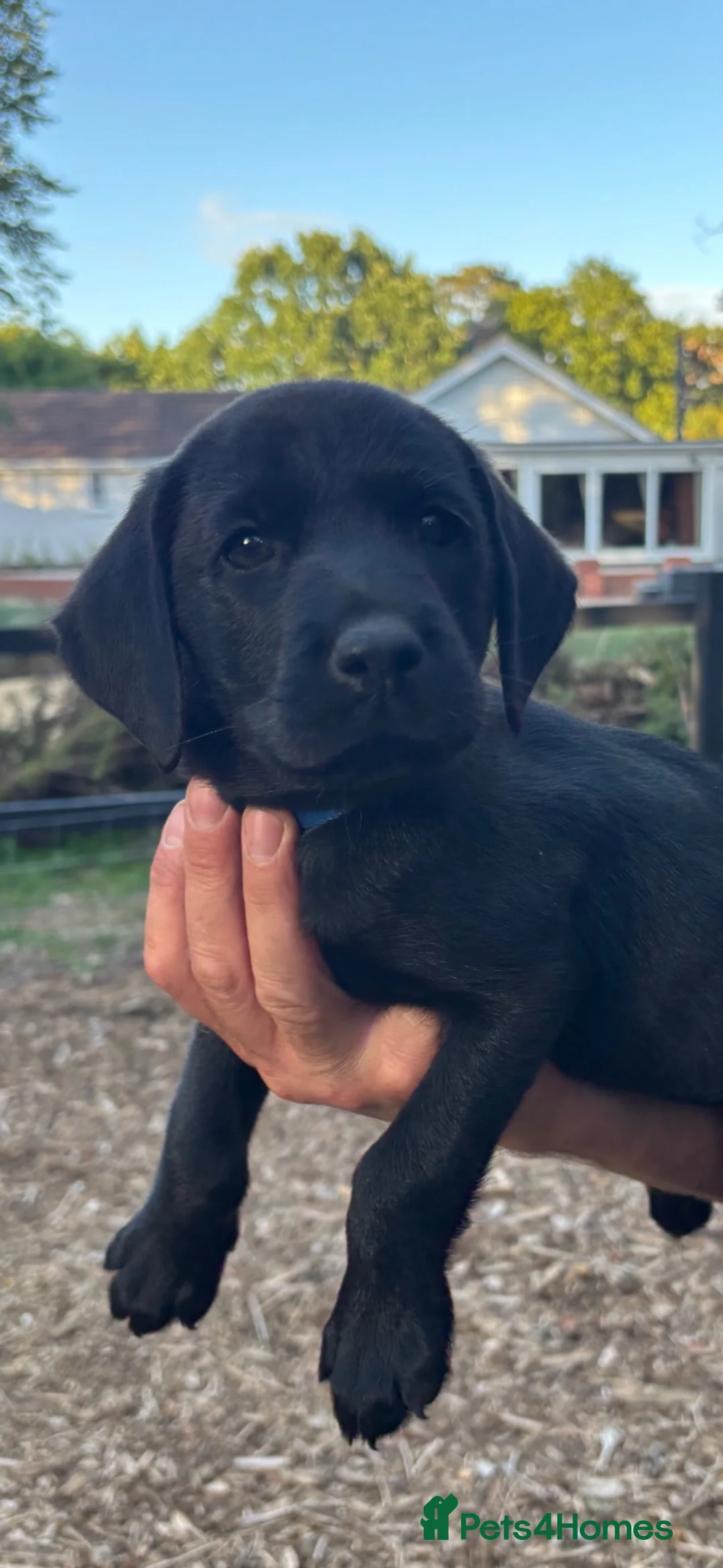 Labrador Retriever dogs for sale: 🐾  Champion Bloodline Health Tested Labradors🐾 - Advert 1