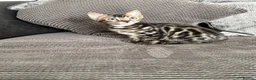 Bengal cats for sale: Full pedigree rosetted bengal kitten -male  - Advert 17