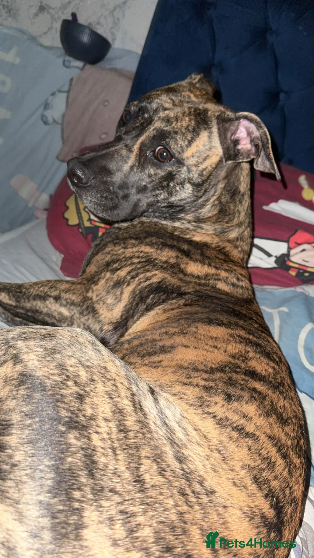 Presa Canario dogs for sale: Presa canario  - Advert 1