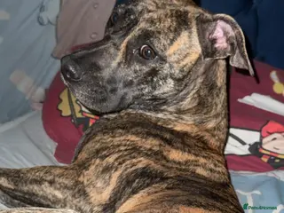 Presa Canario dogs Presa canario - Advert 1