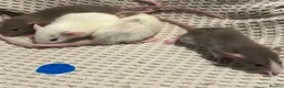Rat rodents for sale: Baby dumbo rats for sale  - Advert 5