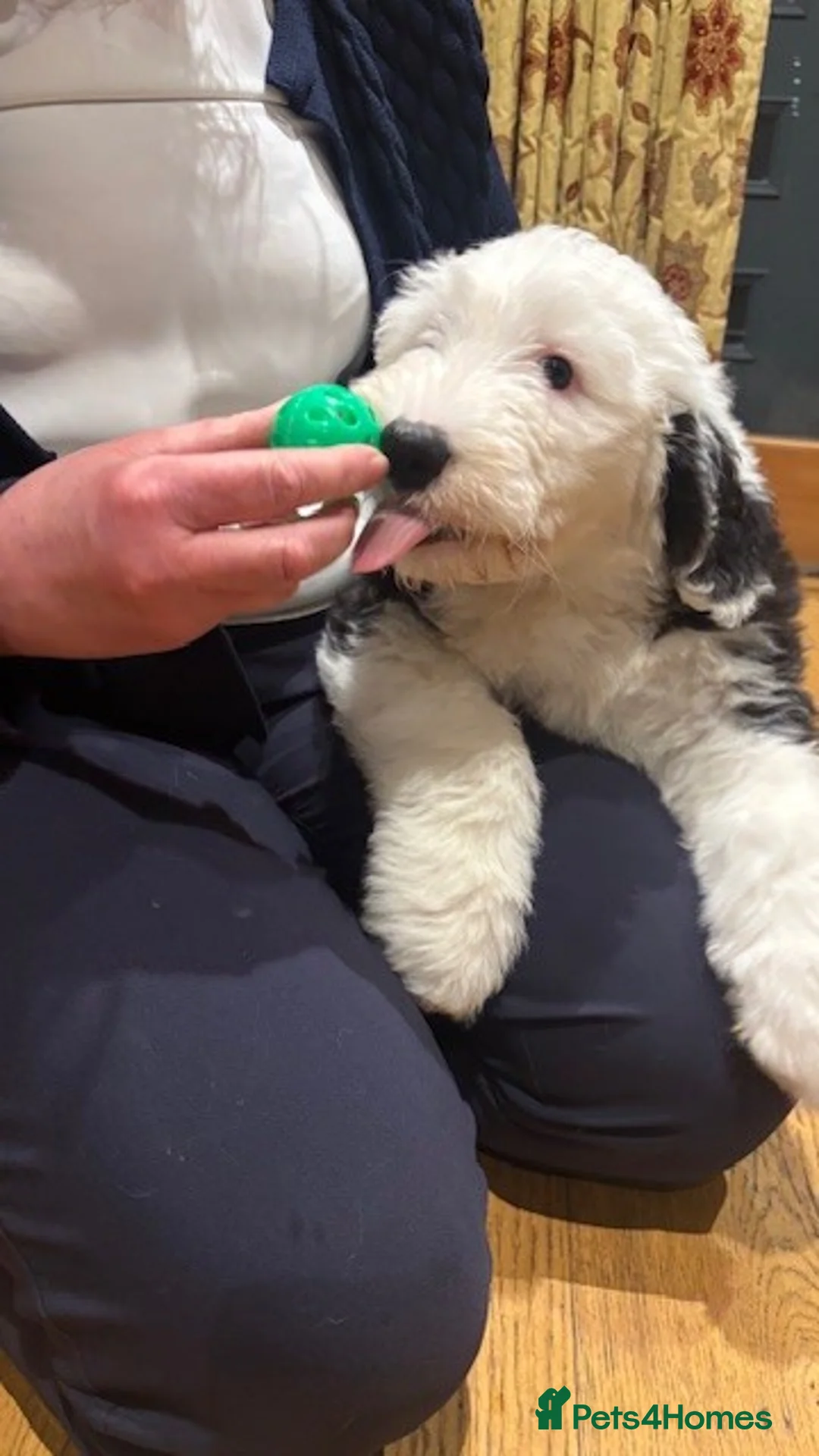 Old English Sheepdog dogs for sale: Kennel Club Registered Old English Sheepdog Pups - Advert 6