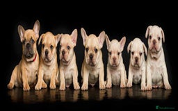 French Bulldog dogs for sale: kc registered french bulldogs - Image 8