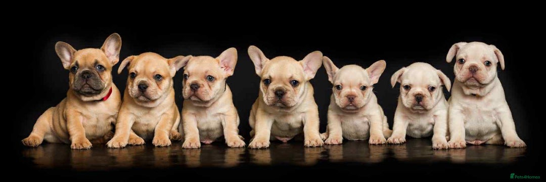 French Bulldog dogs for sale: kc registered french bulldogs - Image 8
