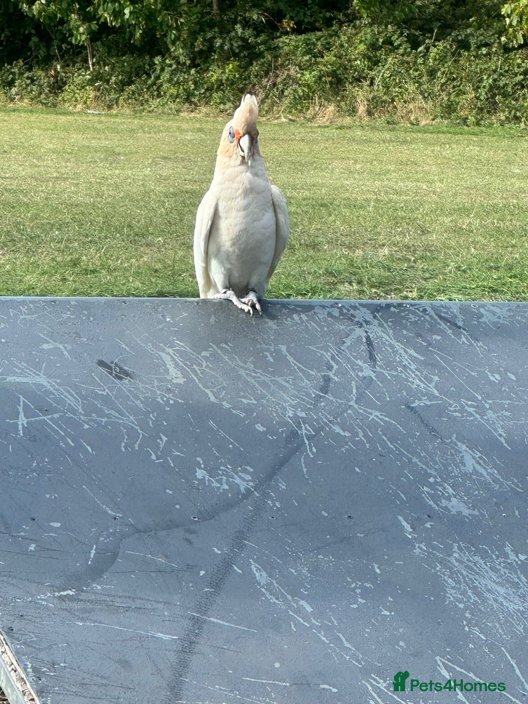 Cockatoo birds for sale: Corella cockatoo - Advert 2