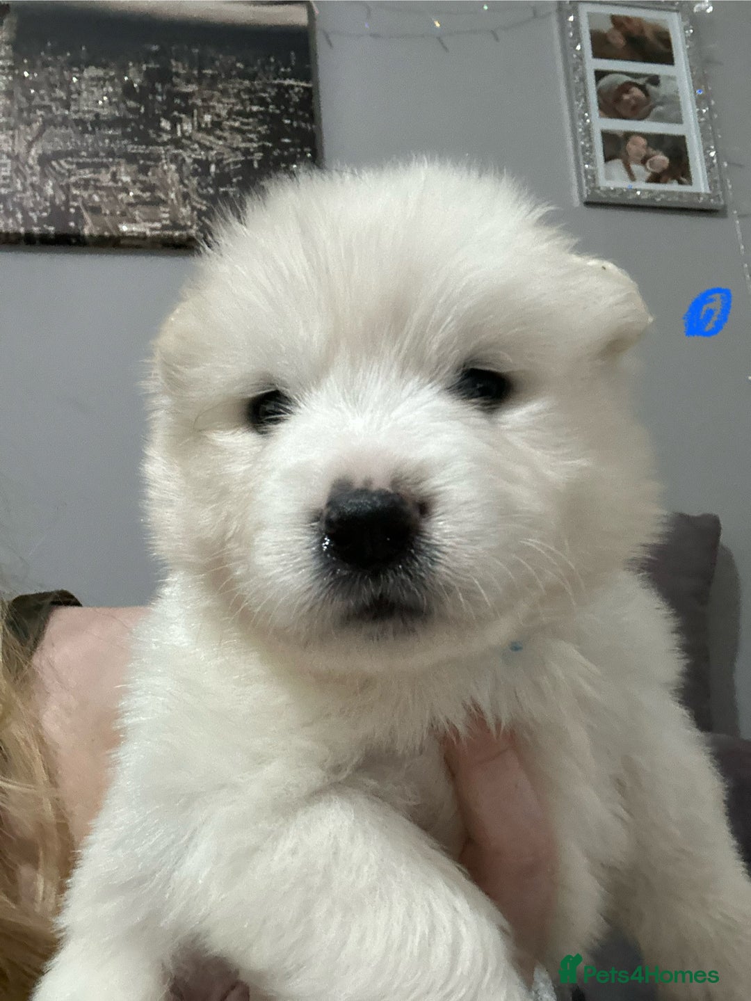 Samoyed dogs for sale: Adorable Samoyed Puppies for Sale!  - Advert 9