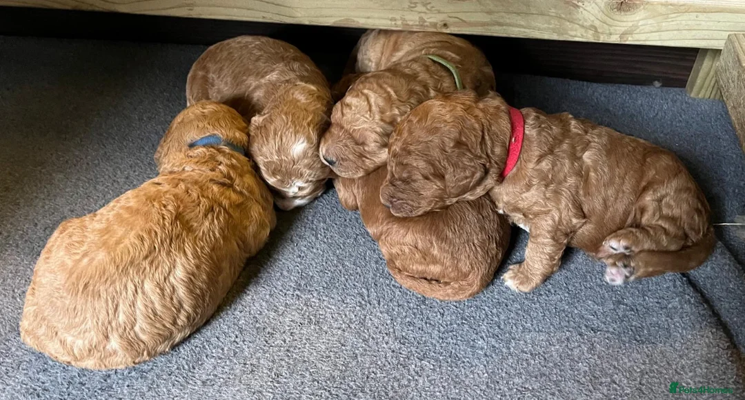 Goldendoodle dogs for stud: Goldendoodle Standard size (proven)  in Manchester - Advert 23