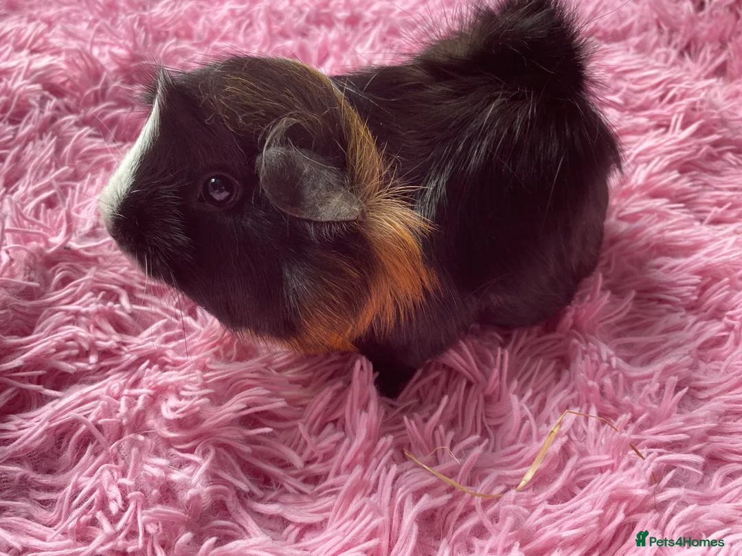 Guinea Pig rodents for sale: Beautiful baby Guinea pigs  - Advert 7