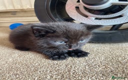 Maine Coon cats for sale: Maine coon x  - Image 4