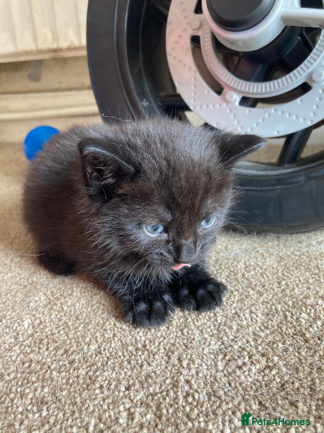 Maine Coon cats for sale: Maine coon x  - Image 4