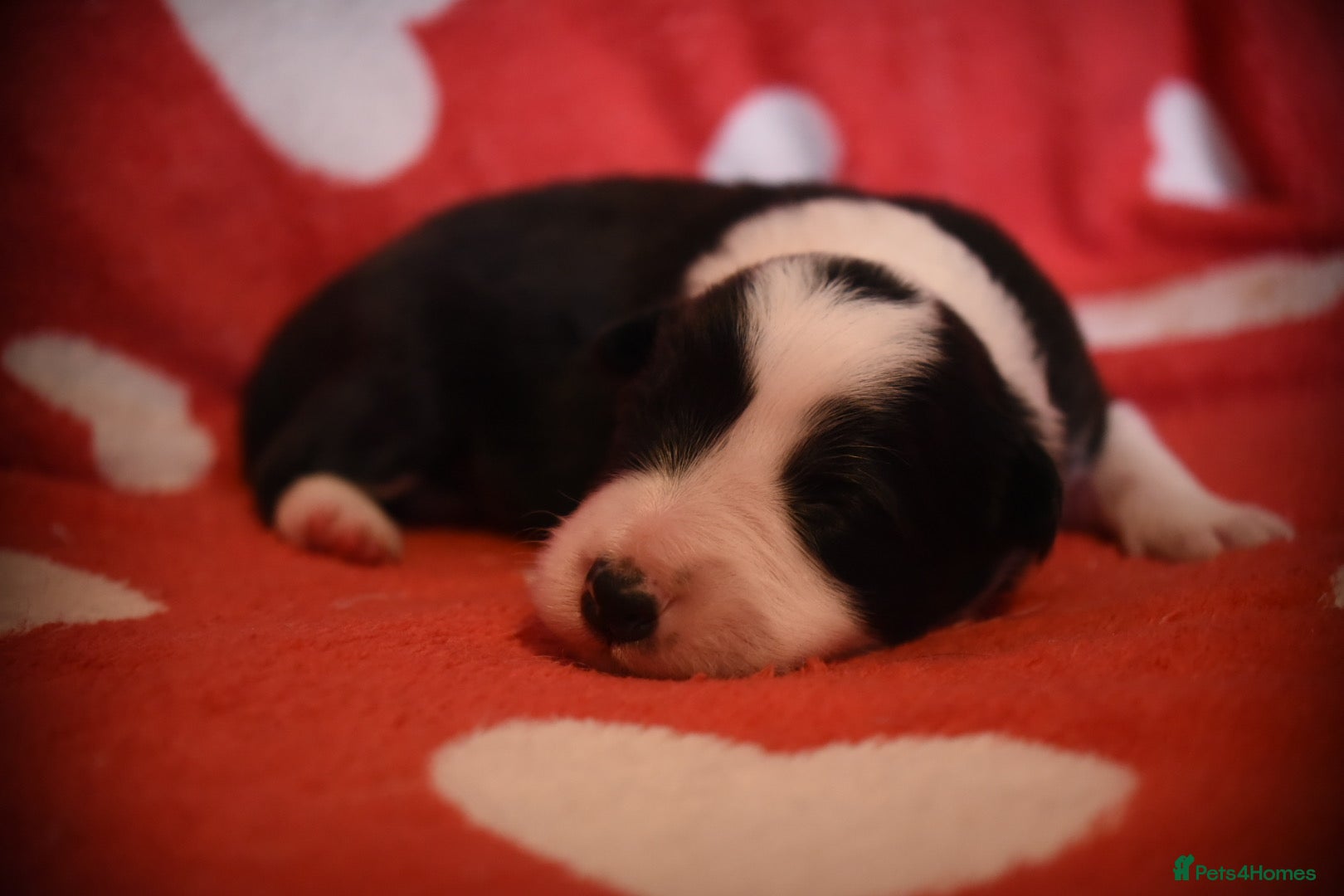 Border Collie dogs for sale: 1 health tested boy left - Advert 31
