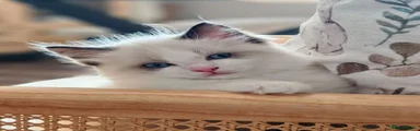 Ragdoll 1