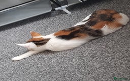 Mixed Breed cats for sale: Sell 3 Boys 1 girl  - Image 10