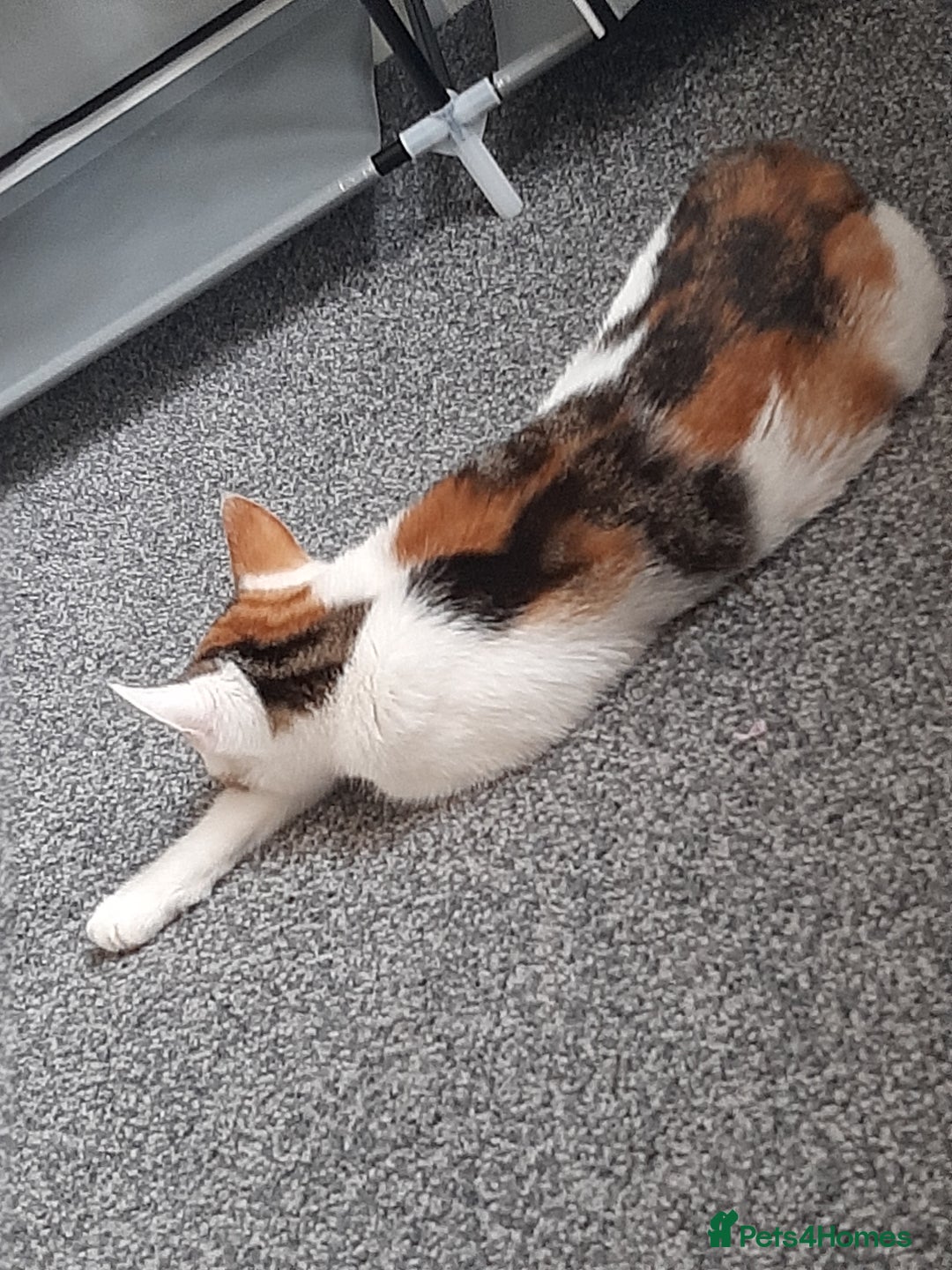 Mixed Breed cats for sale: Sell 3 Boys 1 girl  - Image 10