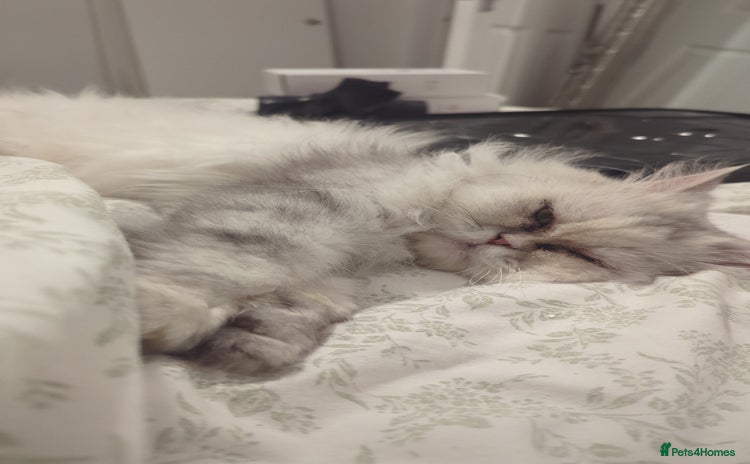 Mixed Breed cats - Advert 3