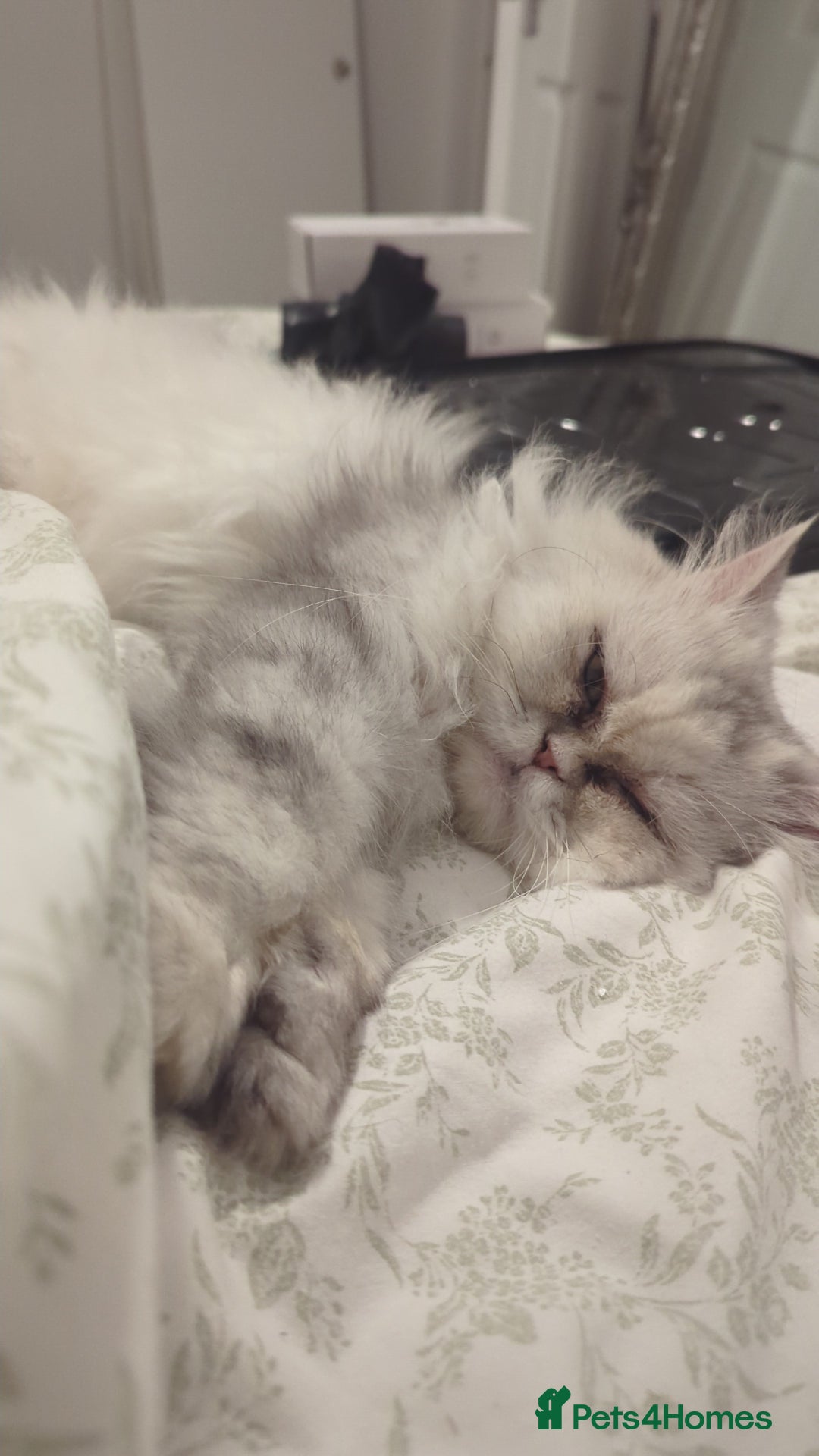 Mixed Breed cats for sale: Family pet  - Image 1