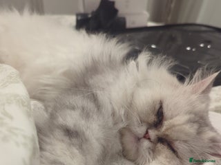 Mixed Breed cats - Advert 1