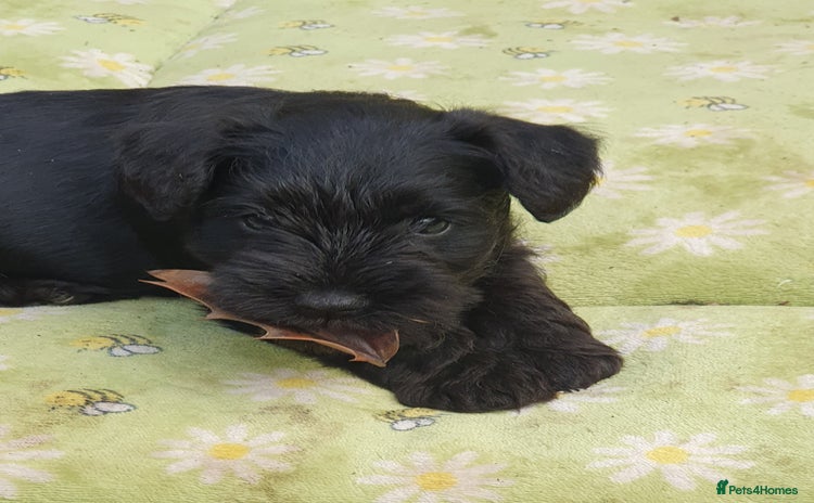Miniature Schnauzer dogs - Advert 15