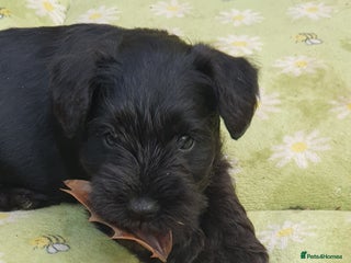 Miniature Schnauzer dogs - Advert 34