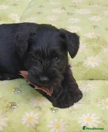 Miniature Schnauzer dogs - Advert 10