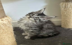 Maine Coon cats for sale: Stunning Mainecoon Kittens - Image 2