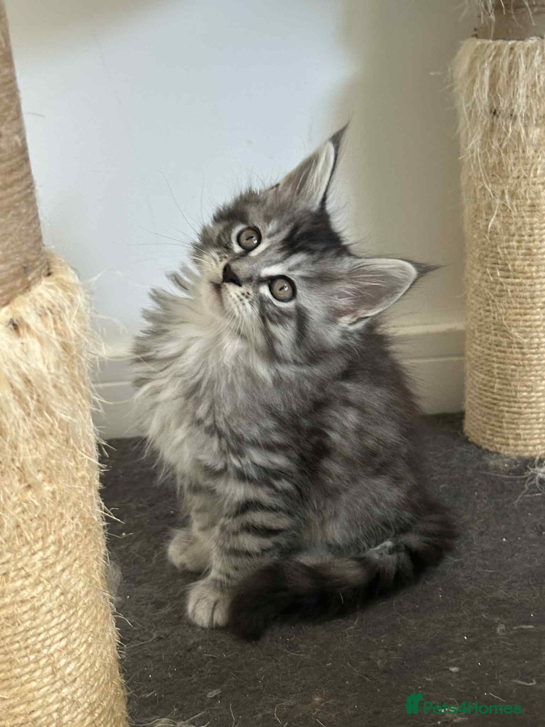 Maine Coon cats for sale: Stunning Mainecoon Kittens - Image 2