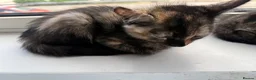 Mixed Breed cats for sale: 6 lovely kittens looking home - 🩷3 girls 🩵3 boys in Sutton-in-Ashfield - Advert 30