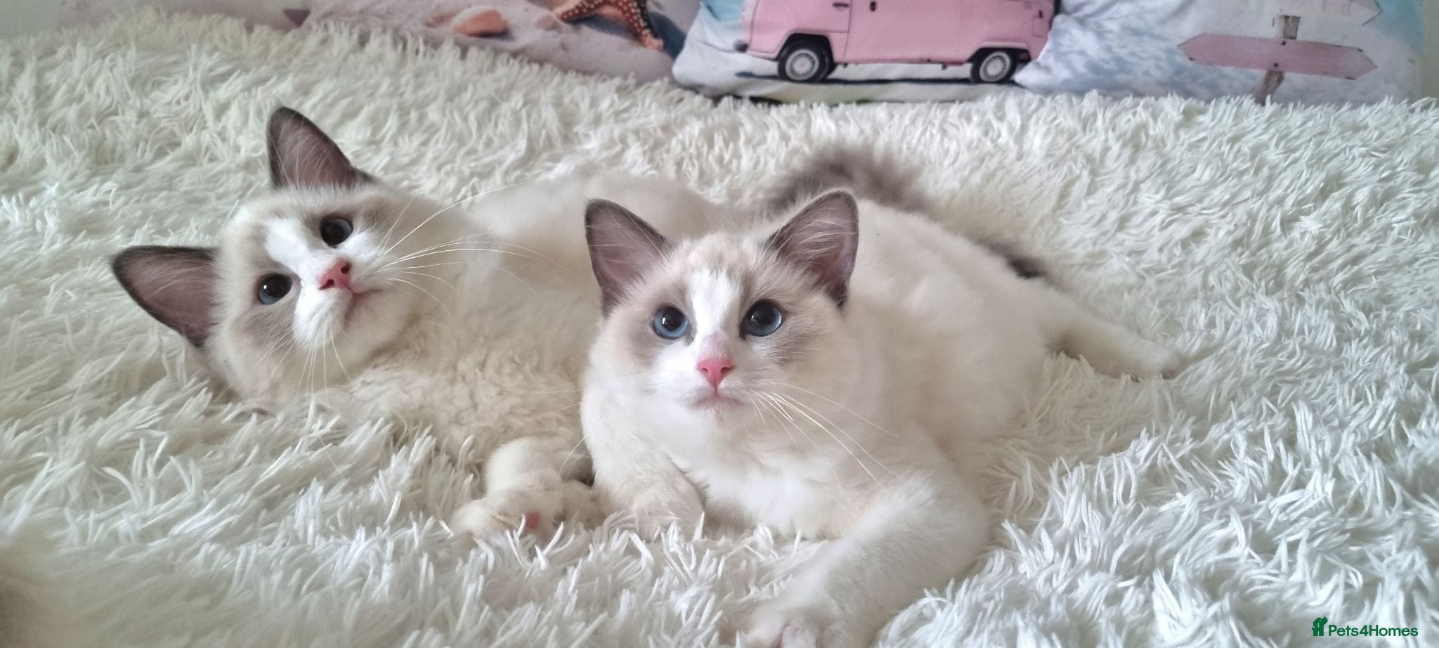 Ragdoll cats 💕BEAUTIFUL TICA REGISTERED RAGDOLLS KITTENS 💕 - Advert 2