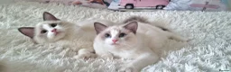 Ragdoll cats for sale: 💕Beautiful TICA Ragdolls Kittens 💕 - Advert 11