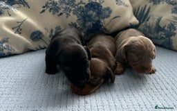 Miniature Dachshund dogs for sale: LH MINI DAXIS RAINBOW MIX KC REG PRA CLR - Image 4