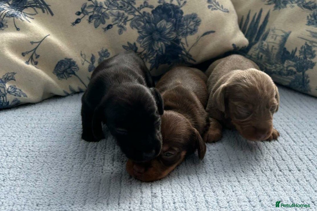 Miniature Dachshund dogs for sale: LH MINI DAXIS RAINBOW MIX KC REG PRA CLR - Image 4