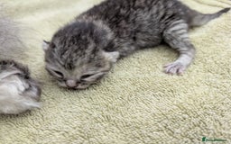 Selkirk Rex cats for sale:   💜 Selkirk Rex Kittens Ready 25th November 💜 - Image 7