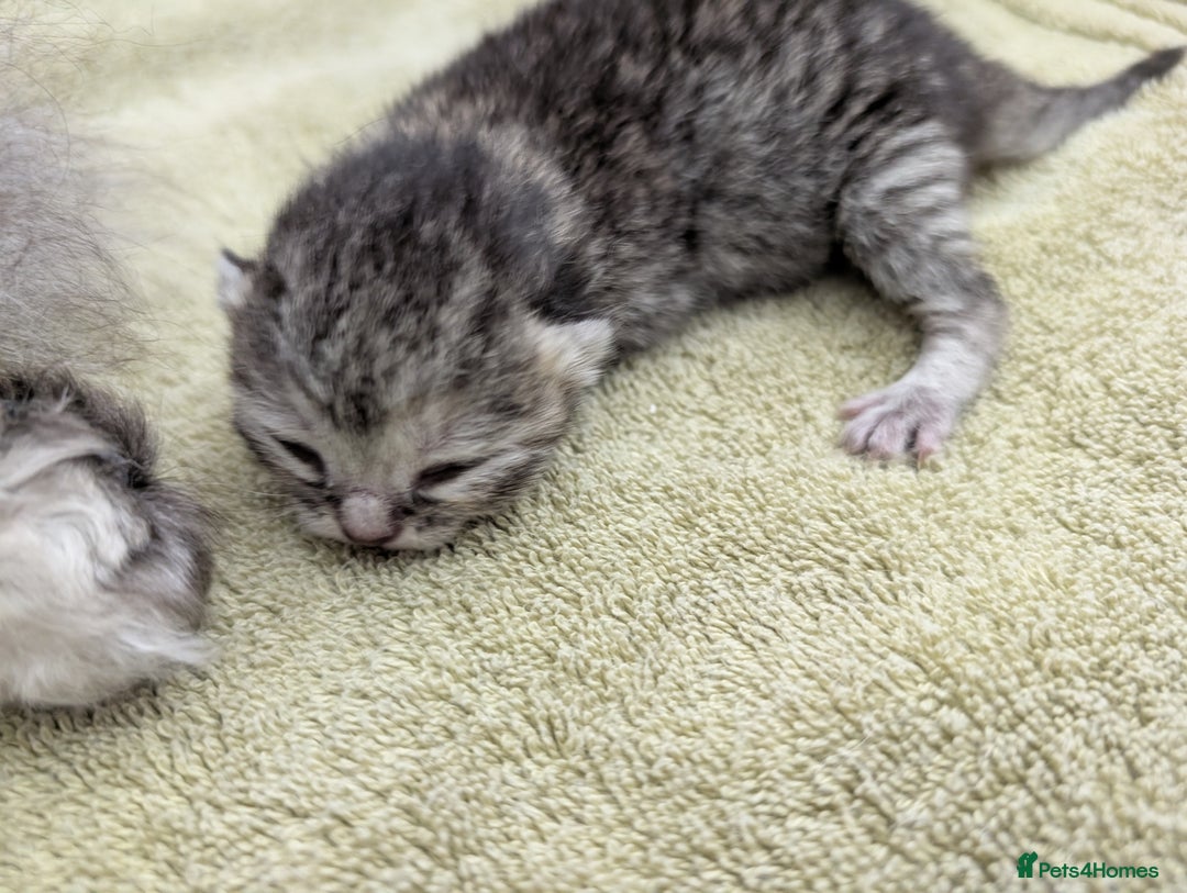 Selkirk Rex cats for sale:   💜 Selkirk Rex Kittens Ready 25th November 💜 - Image 7